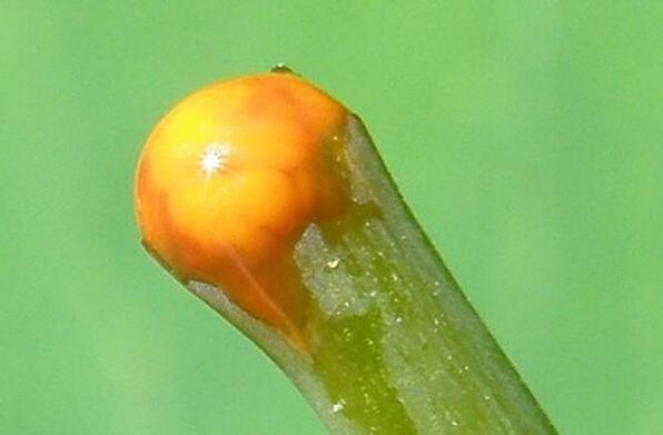 Propriétés de la chélidoine dans le traitement des papillomes