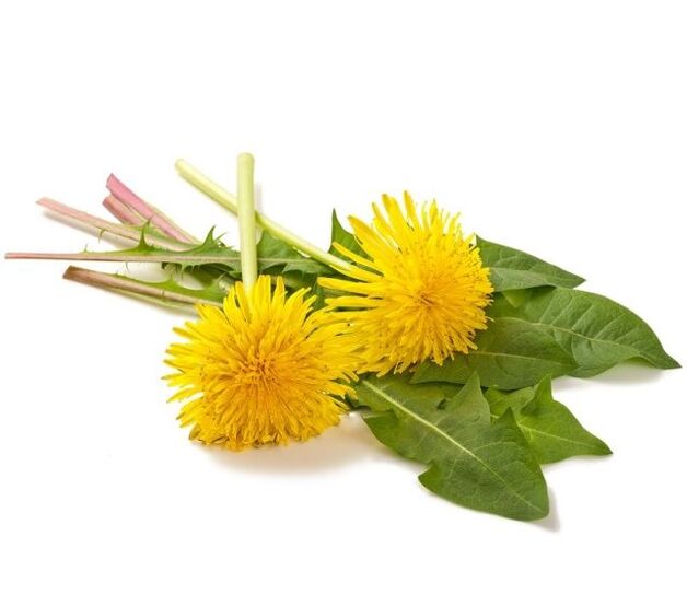 Pissenlit pour la cautérisation des papillomes